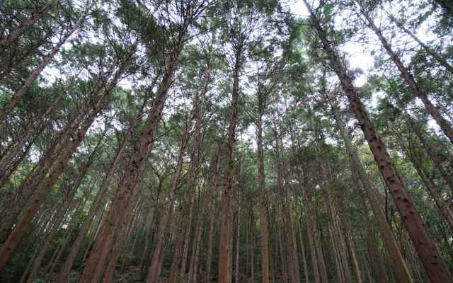 日本経済新聞 電子版で、グリーンデジタル＆イノベーションによる木材業界のDX「木材流通プラットフォームサービス」の岐阜県による試行開始が取り上げられました。