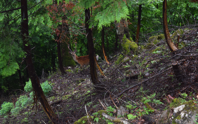 ～森で起きている野生動物問題～次世代に森林を残すためにやるべきこと