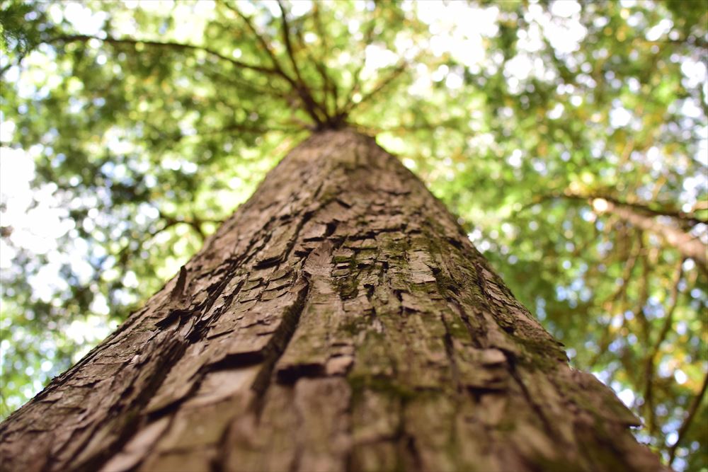 国産木材を使うということ～日本人にとって身近な「木」という存在 